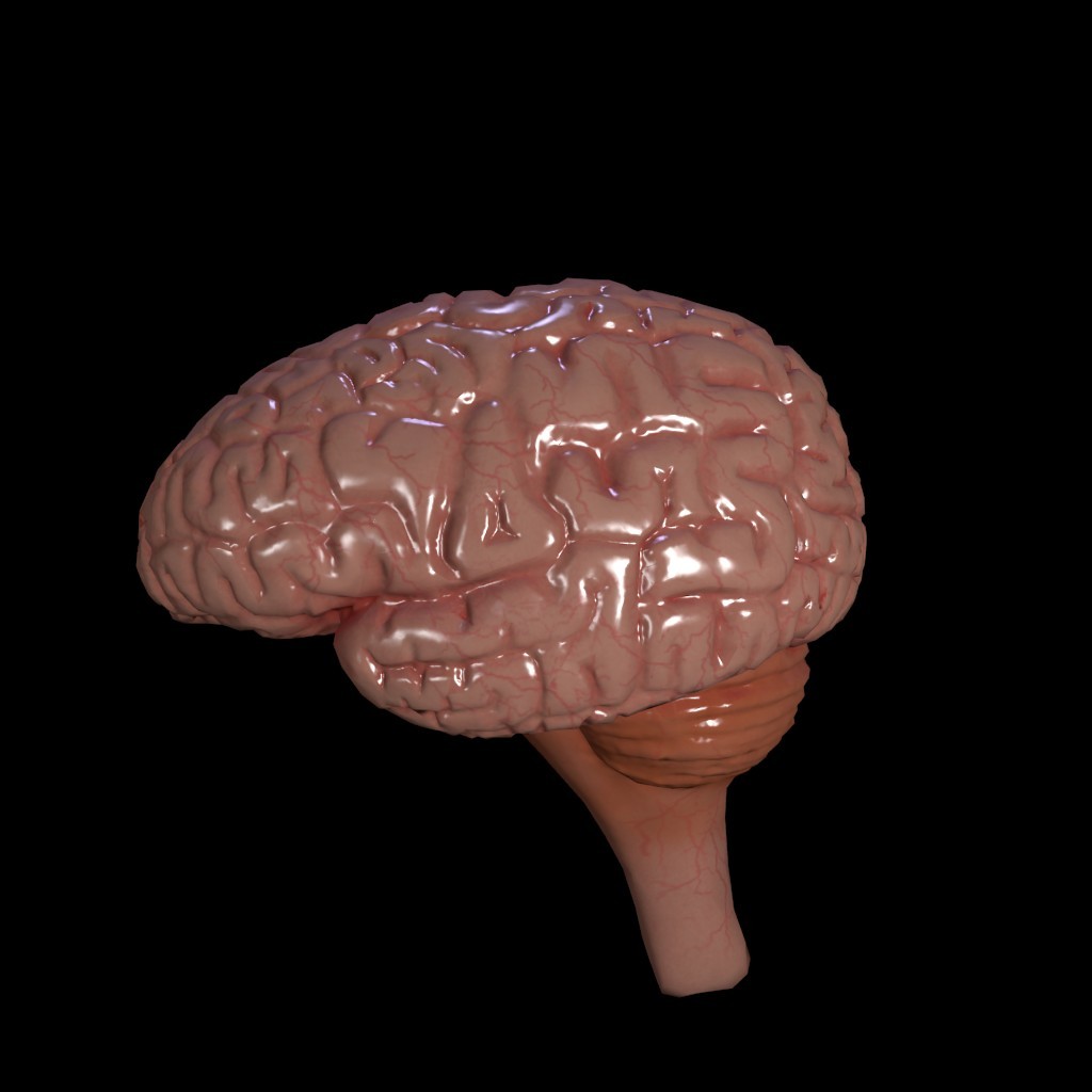 brain preview image 1